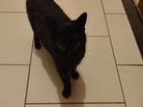 À la recherche d'un foyer, chatte noire