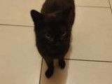 À la recherche d'un foyer, chatte noire