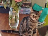 À adopter : chatonne de 8 mois
