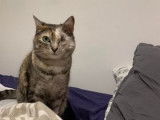 Disponible à l'adoption : chatte âgée de 8 ans