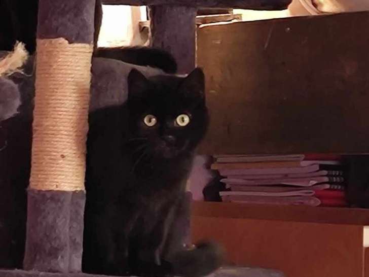Prête pour l'adoption : chatte noire de 2 ans