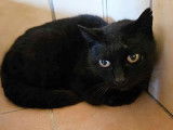 Chatte noire disponible à l'adoption