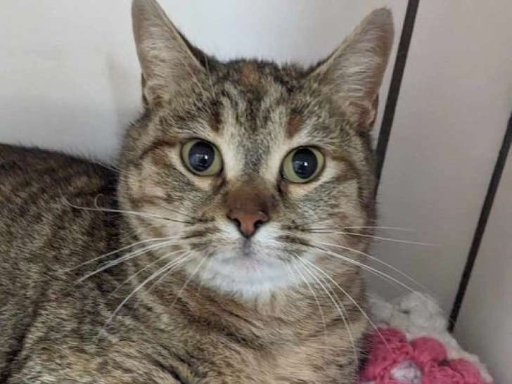 Prête pour l'adoption : chatonne de 6 mois
