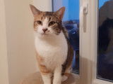 Disponible à l'adoption : chatte tigrée blanche