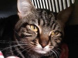 Cherchant un foyer, chat tigré