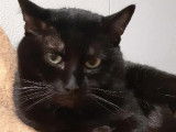 En quête d’un foyer, chat noir