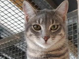Disponible à l'adoption, chaton de 8 mois