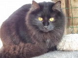 À adopter, chatonne noire