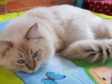 Mâle Ragdoll LOOF disponible pour saillie