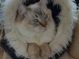 Mâle Ragdoll LOOF disponible pour saillie