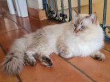Mâle Ragdoll LOOF disponible pour saillie