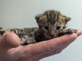 Chaton Bengal LOOF à vendre