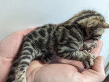 Chaton Bengal LOOF à vendre
