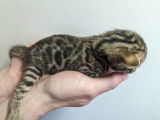 Chaton Bengal LOOF à vendre