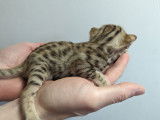 Chaton Bengal LOOF à vendre