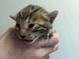 Chaton Bengal LOOF à vendre