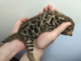 Chaton Bengal LOOF à vendre