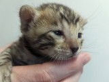 Chaton Bengal LOOF à vendre