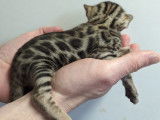 Chaton Bengal LOOF à vendre