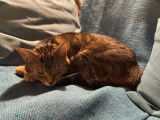 Cherchant un foyer, chatte de 2 ans
