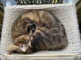 Cherchant un foyer, chatte de 2 ans