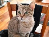 Choupinette, chatte à adopter
