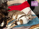 Lua et Ulyssia, duo inséparable à l'adoption