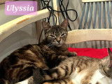 Lua et Ulyssia, duo inséparable à l'adoption