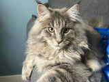 Mâle Maine Coon blue silver LOOF pour saillie