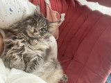 Mâle Maine Coon blue silver LOOF pour saillie