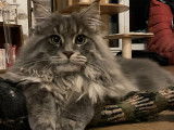 Mâle Maine Coon blue silver LOOF pour saillie