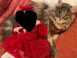 Mâle Maine Coon blue silver LOOF pour saillie
