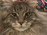 Mâle Maine Coon blue silver LOOF pour saillie