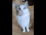 Guerlain, mâle Ragdoll à adopter