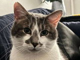 Twix, chat à adopter