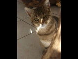 Letto, chat à adopter
