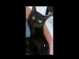 Loutrifer, chatte à adopter