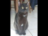 Minika, chatte à adopter