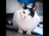 Panda et Tigresse, chats à adopter