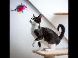 Sasha, chat à adopter