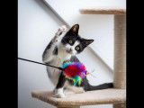 Sasha, chat à adopter