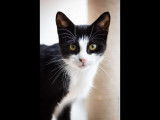 Sasha, chat à adopter