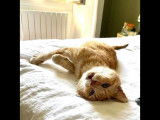 Azraël, chat à adopter