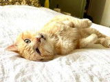 Azraël, chat à adopter