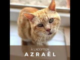 Azraël, chat à adopter