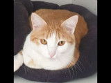 Fox, chat à adopter