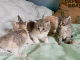 Chatons Selkirk Rex LOOF à vendre