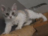 Chatons Selkirk Rex LOOF à vendre