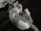 Chatons Selkirk Rex LOOF à vendre