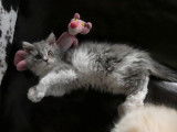 Chatons Selkirk Rex LOOF à vendre